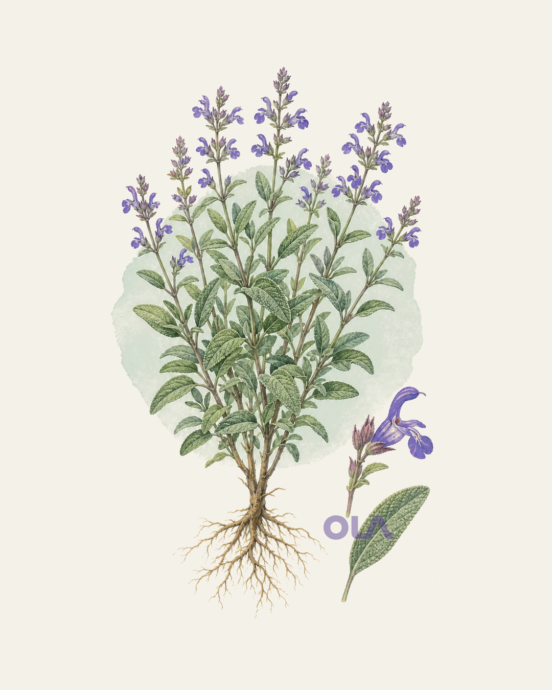 Acuarela botánica contemporánea de salvia completa y detalle de flor y hoja