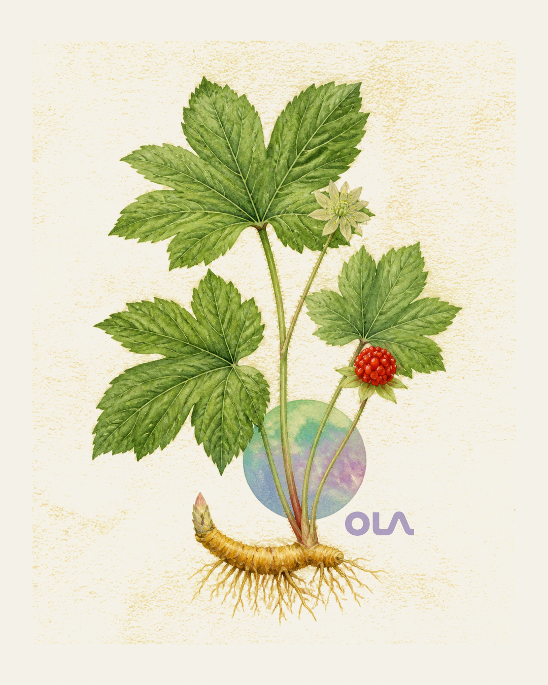 Acuarela botánica contemporánea de Sello dorado o goldenseal