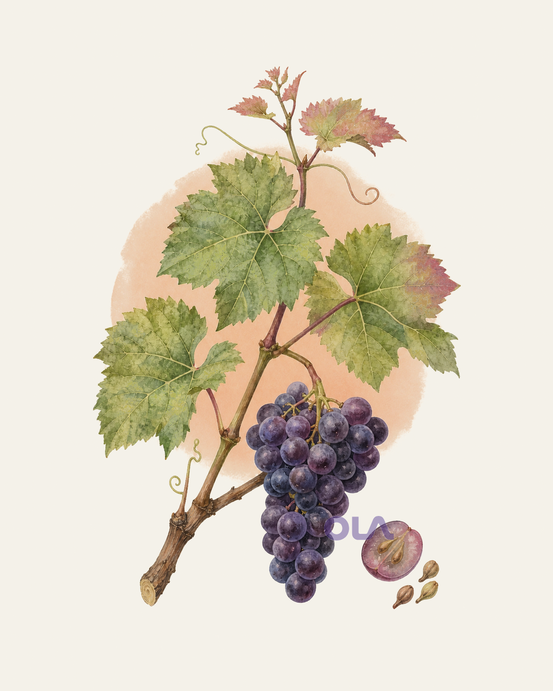 Acuarela botánica contemporánea de vid, racimo de uvas y detalle de sus semillas