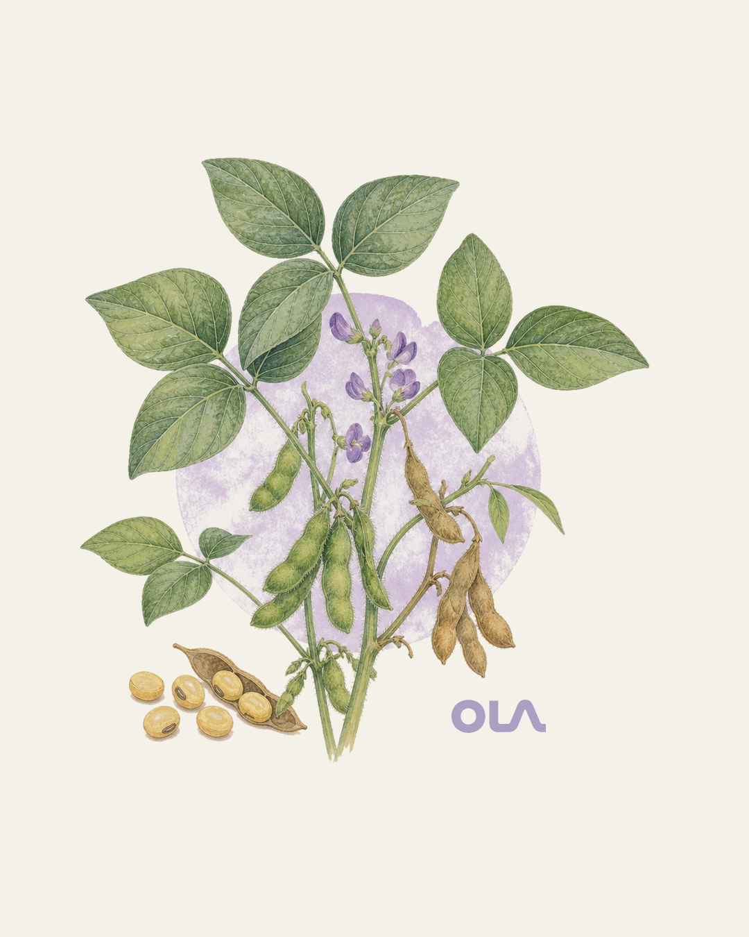 Acuarela botánica contemporánea de soja
