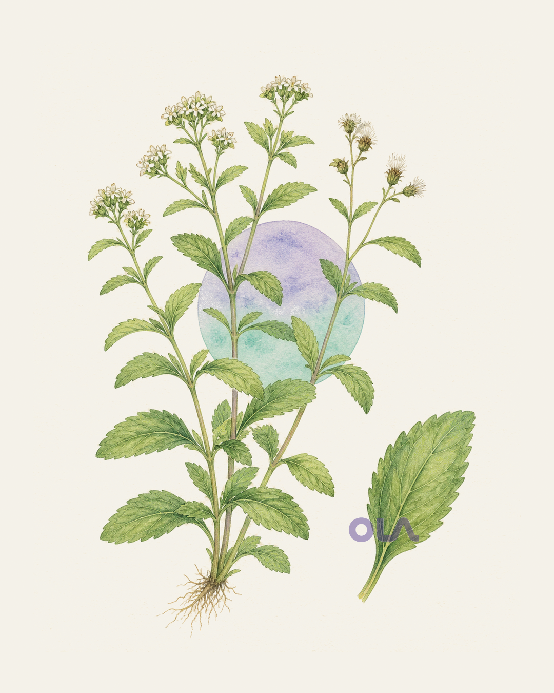 Acuarela botánica contemporánea de Stevia