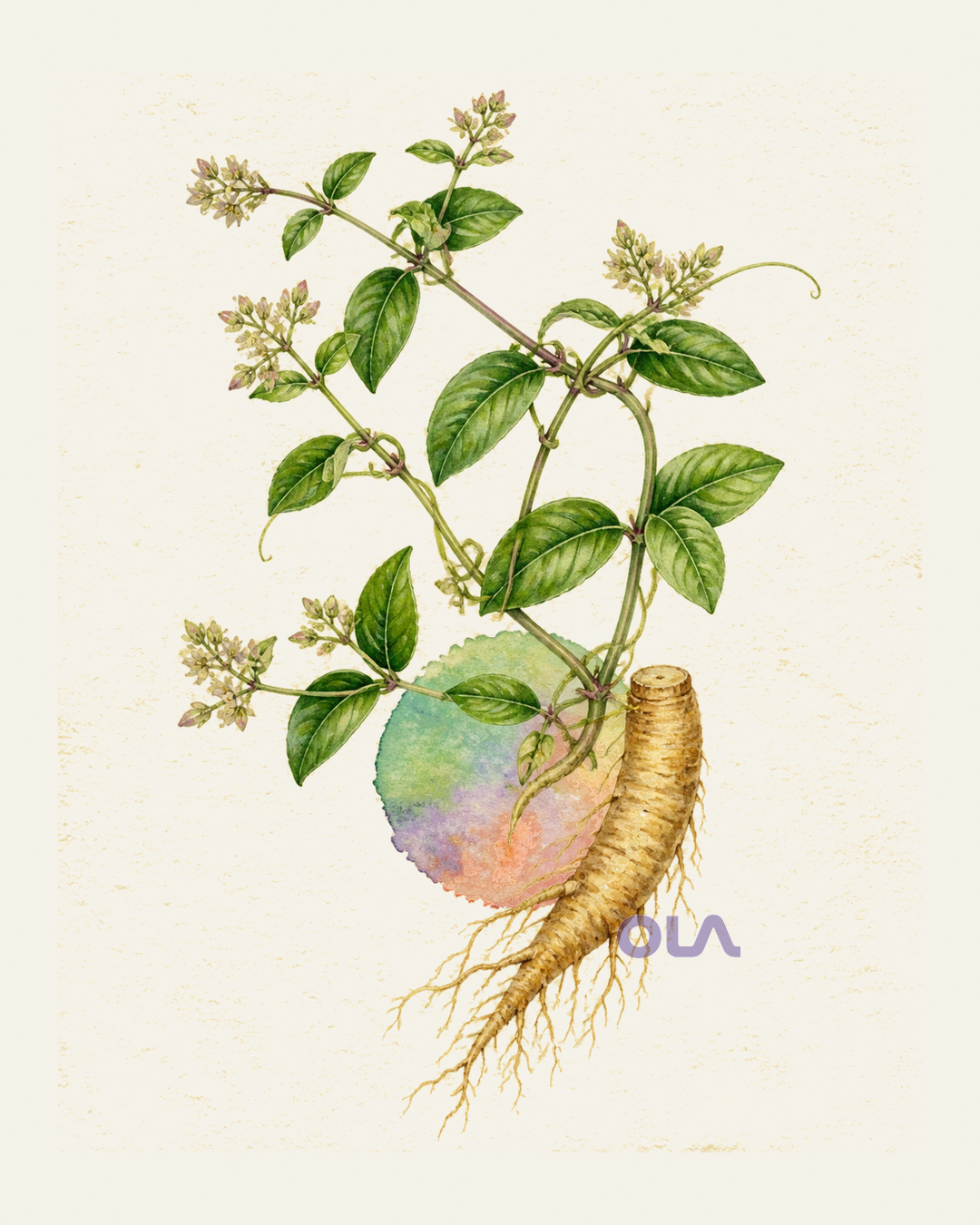 Acuarela botánica contemporánea de Suma o ginseng brasileño