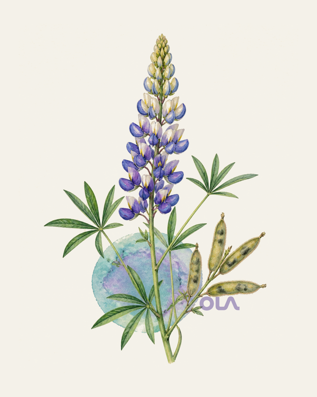 Acuarela botánica contemporánea de Tarwi o chocho