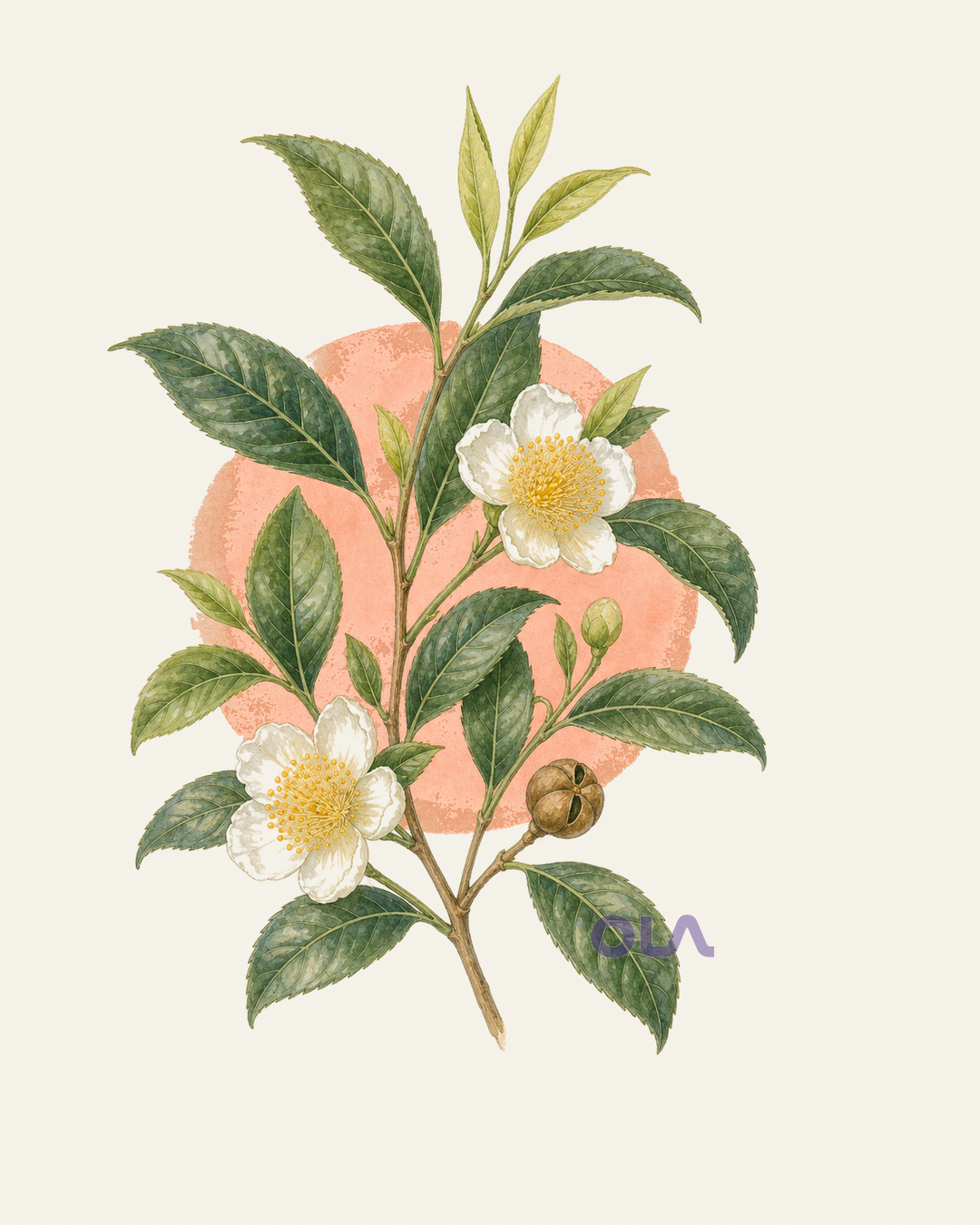 Acuarela botánica contemporánea de té
