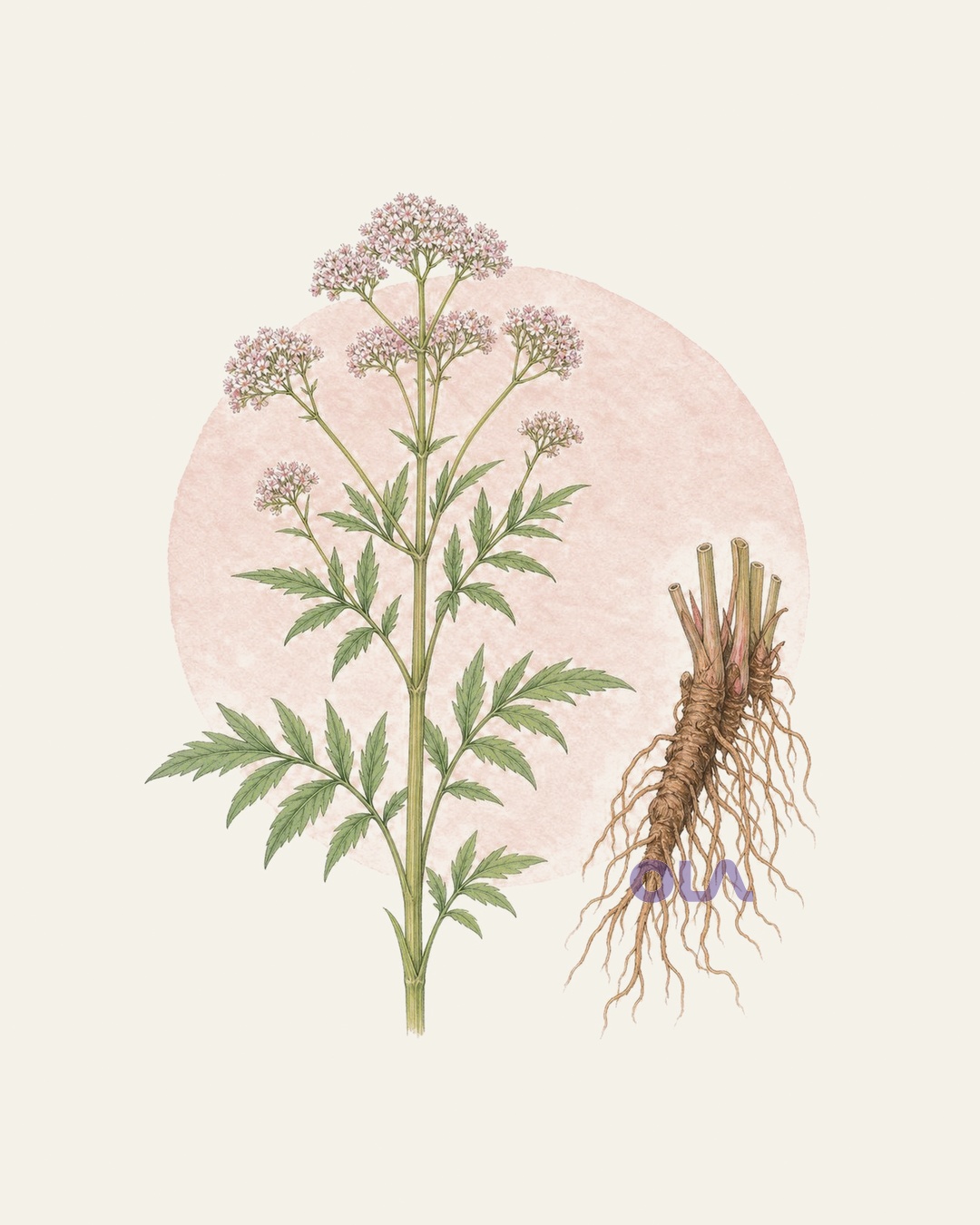 Acuarela botánica contemporánea de valeriana con estudio de raíz y rizoma