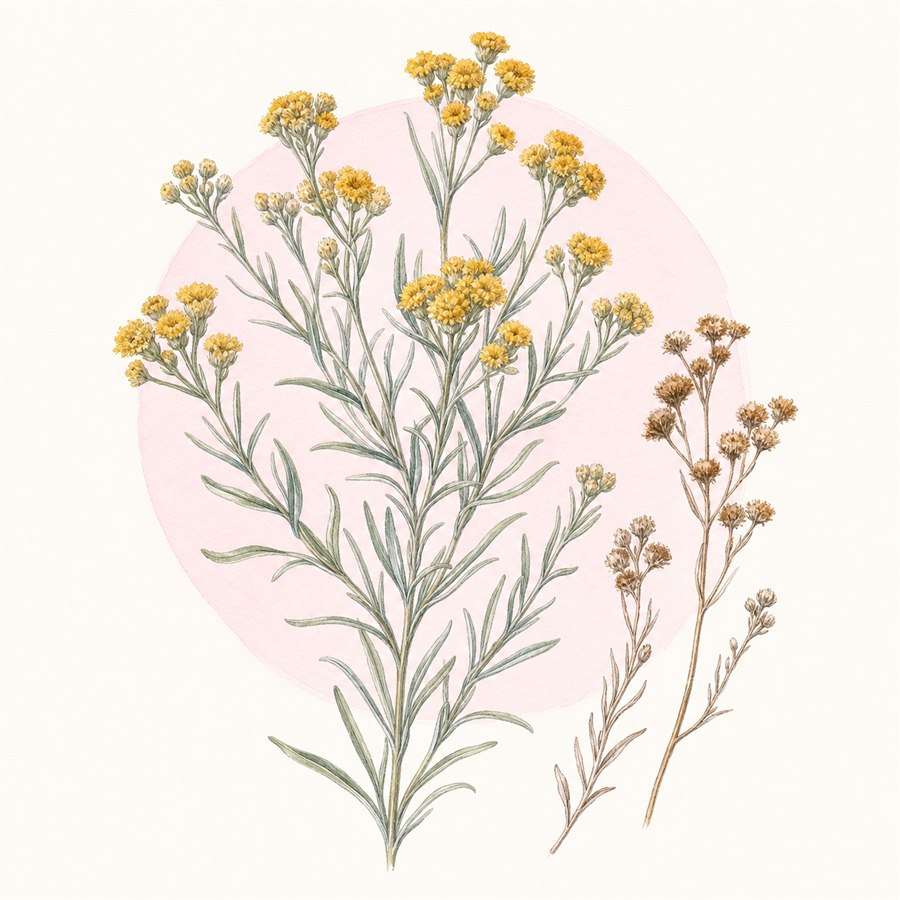 Acuarela botánica contemporánea de marcela
