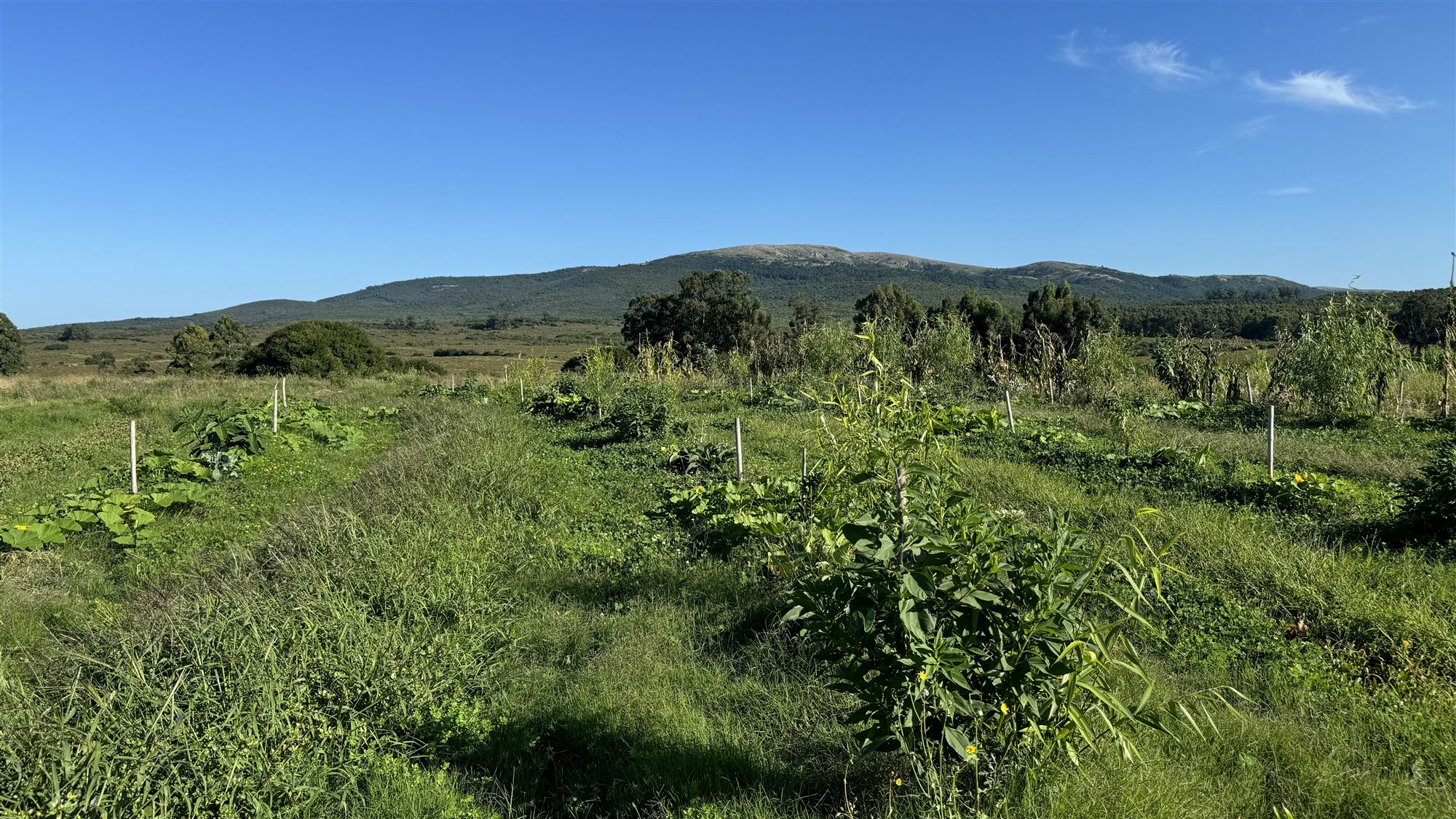 Cultivos agroecológicos y paisaje de la chacra Oceánica, Uruguay